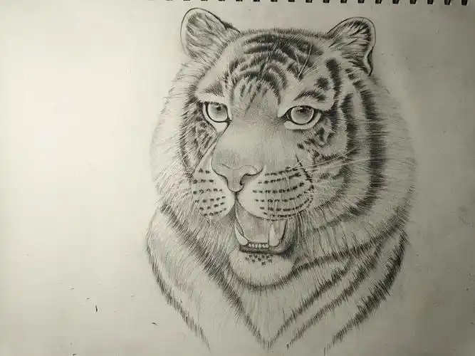 素描小动物|纯艺术|绘画|羽不归_临摹作品-站酷zcool