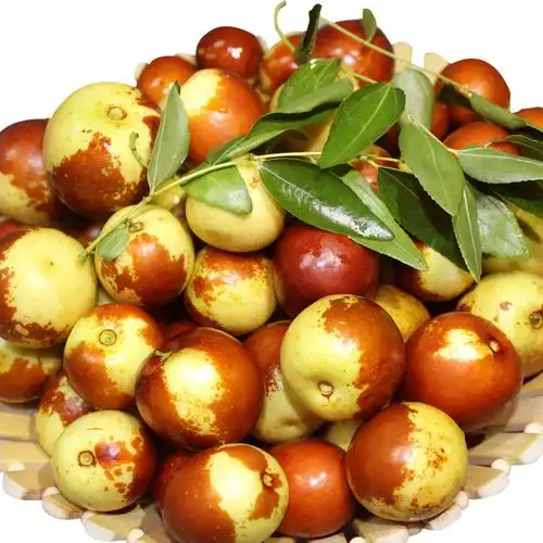 批发沾化冬枣 新鲜水果脆冬枣5斤装 山东特产 顺丰包邮