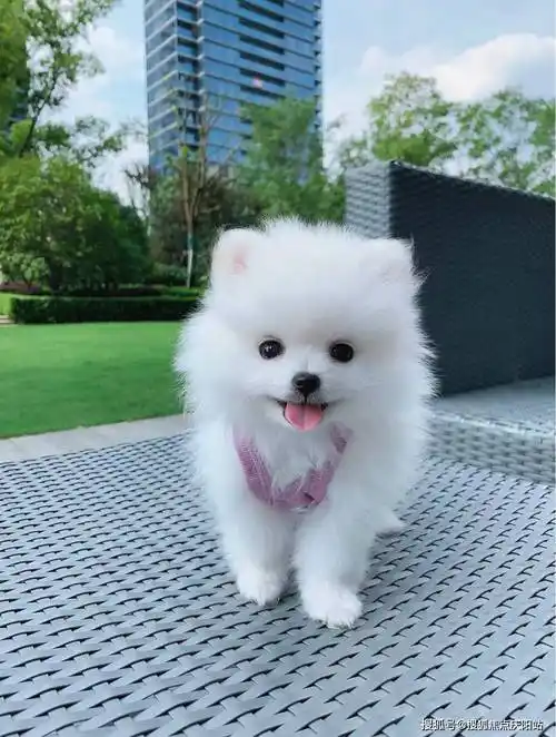 武汉买博美犬首页网站(武汉武昌区)买博美犬在哪里买靠谱又便宜