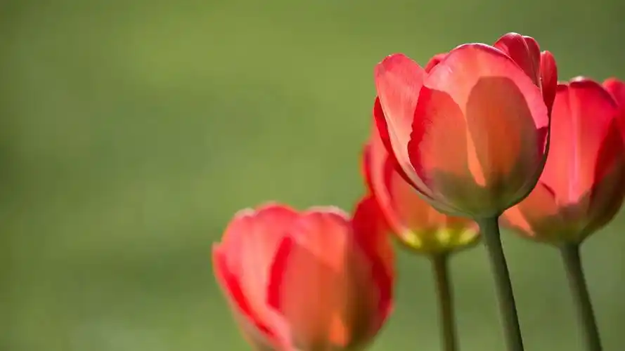 5k壁纸下载,主题高清壁纸,花朵动态壁纸下载,唯美mac电脑高清壁纸macv