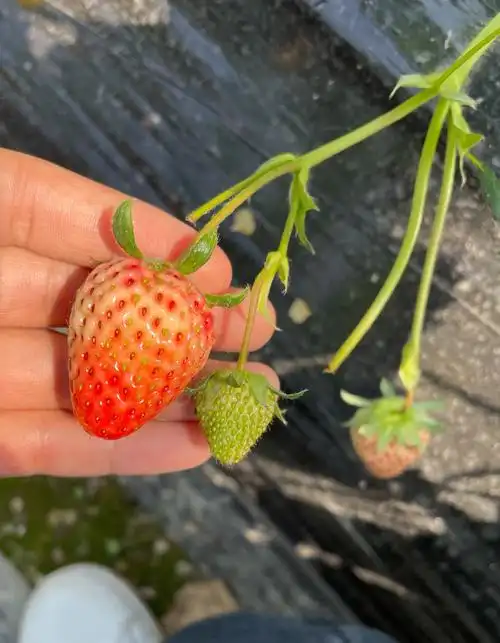 那些生长中的小草莓
