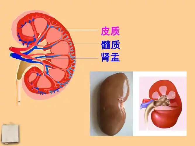 皮质 髓质 肾盂