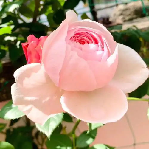 奥斯汀月季杰夫汉密尔顿