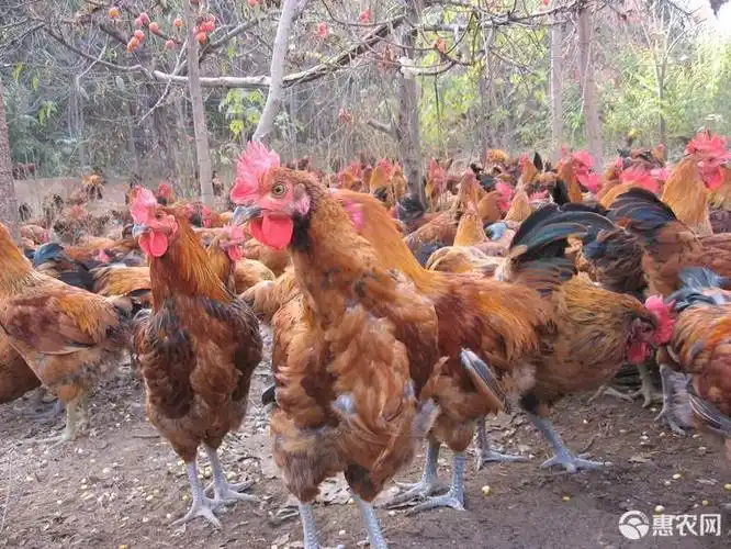 青脚麻鸡苗,肉鸡品种快大型