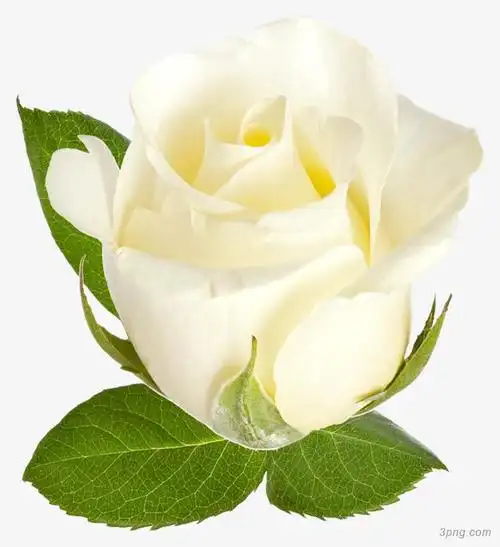 白色玫瑰花png素材透明免抠图片-其他元素-三元素3png.com
