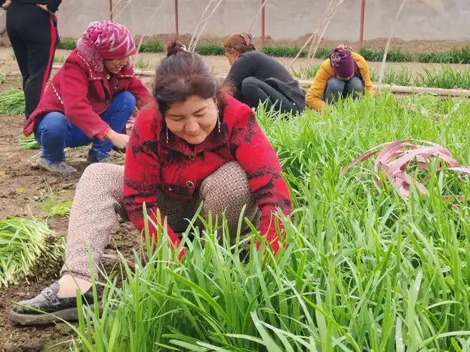 4月19日,阿克苏市依干其乡布隆科瑞克村村民在收割韭菜.