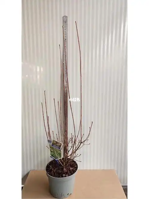 布纹吊钟 绯乙女 白花吊钟