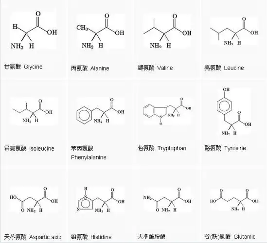 12种常见人体基本氨基酸的分子式