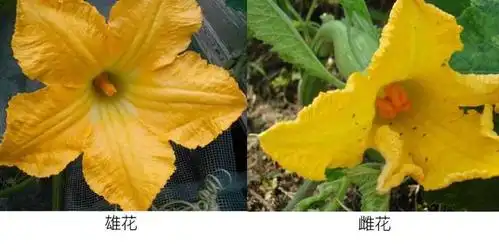 一般是开花盛期,或是植株上已经结了不少南瓜了,多余的这些雄花,不