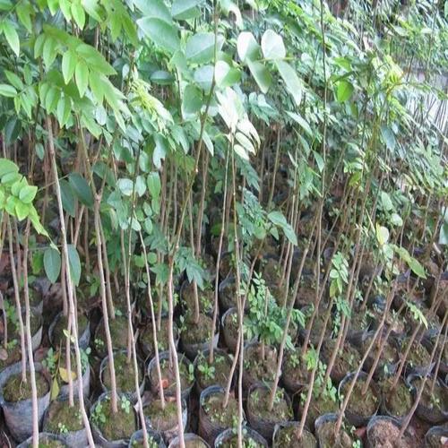 新采黄花梨种子 正宗海南黄花梨种子 降香黄檀种子花梨木树种包邮