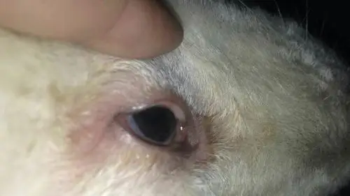 然后眼睛周围痒,还脱毛了.