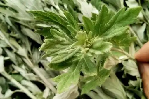 艾蒿跟蒿子有什么区别