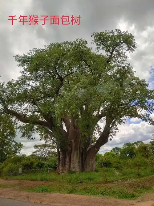 非洲狂野七国全景之旅(下篇)
