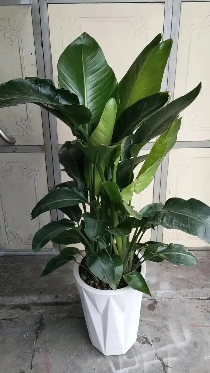 "天堂鸟花像一只展翅欲飞的天堂鸟,寓意百年好合.花欲飞的模样 - 抖音