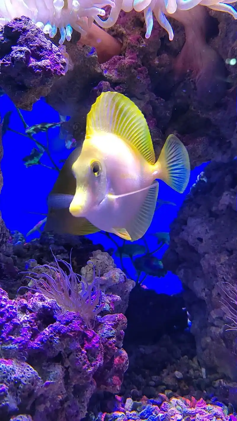 海底世界.#海底鱼儿#海洋生物 #一起看看海底世界 #观赏鱼 - 抖音