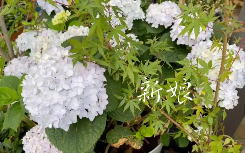 第二代无尽夏新娘不知什么原因今年不是纯白色变成淡淡的紫蓝色好新奇