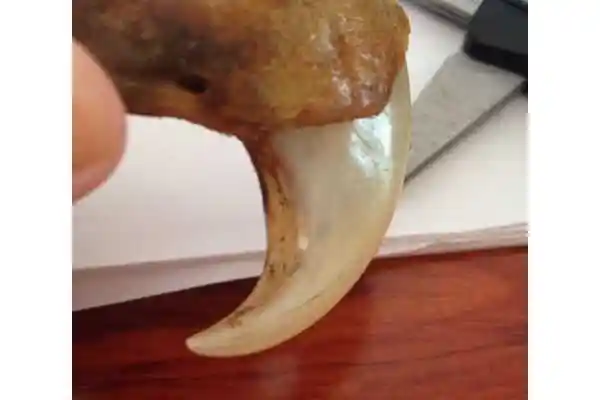 老虎爪子鉴别如何鉴别真假老虎爪子