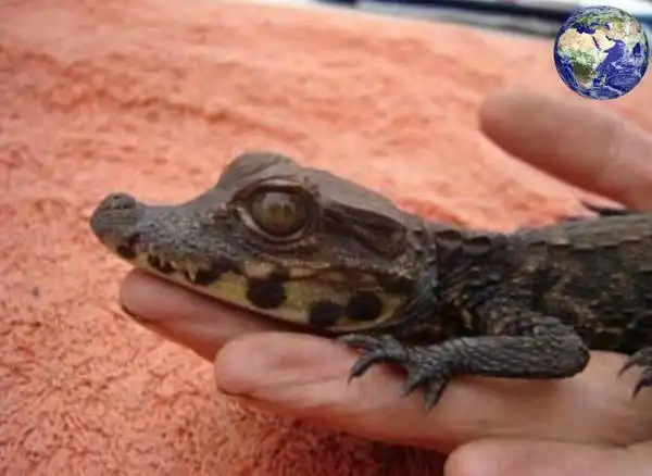 世界上最小的鳄鱼都别动我要一个打十个