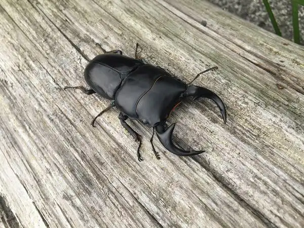 越南弯角大锹形虫