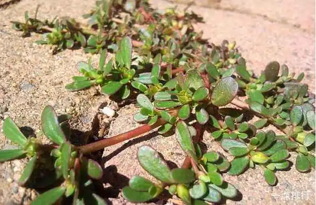 十大野菜种类大全 野菜有哪些常见品种