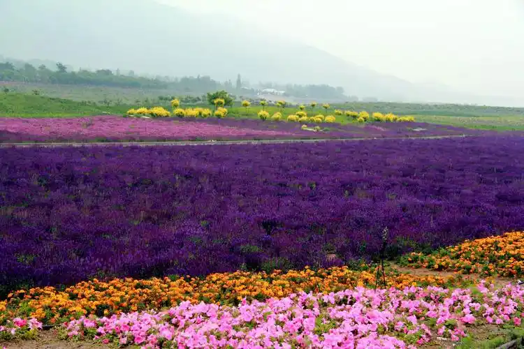北京昌平七孔桥花海