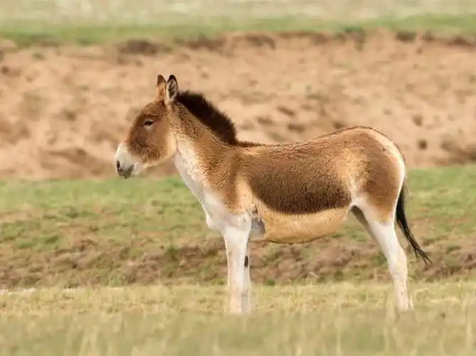p>藏野驴(学名: i>equus kiang /i>):是马科,马属动物.