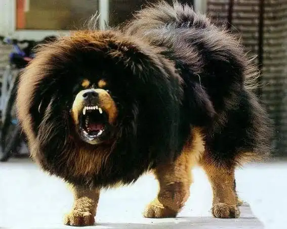 藏獒属于烈性犬,并且体型庞大,是属于城市明令禁止饲养的犬种.