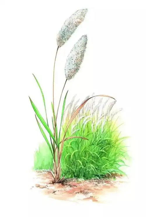 8,白茅根 imperata cylindrica7,板栗 castanea mollissima6,八宝景天