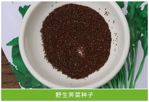 荠菜种子 野生荠菜野菜种子 种籽蔬菜种子 阳台种菜