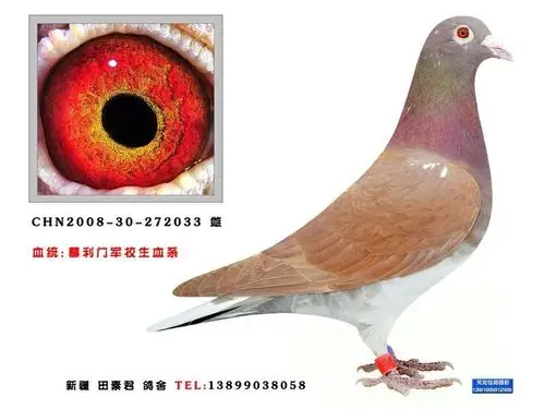 分享鸽子属性足环:272033羽色:红眼砂:黄眼性别:♀雌鸽血统:慕利门作