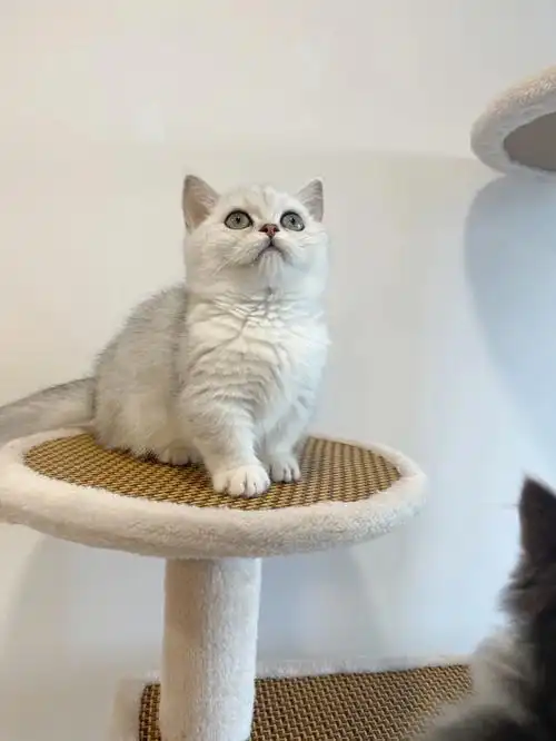 英短银渐层矮脚曼基康猫咪领养