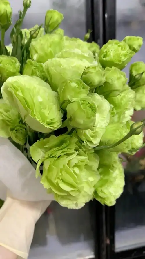 洋桔梗——翠绿色,这么高级这么惊艳我都不知怎么写你