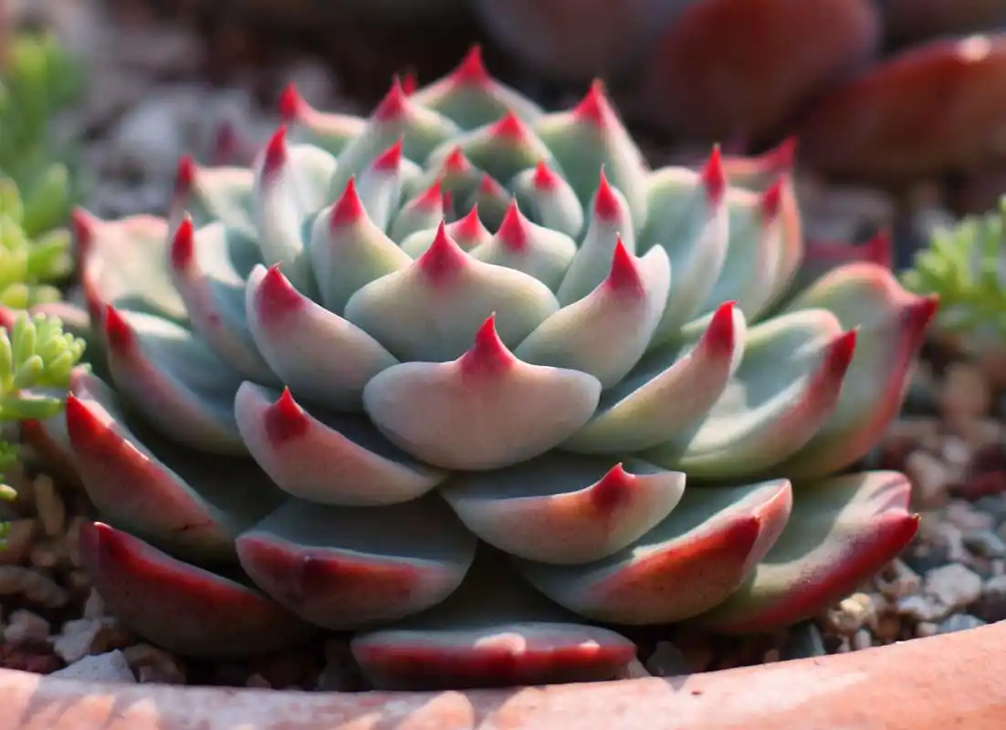 一点都不可爱了,穿裙子,摊大饼就是娃娃现在的状态奥,不过适当给多肉