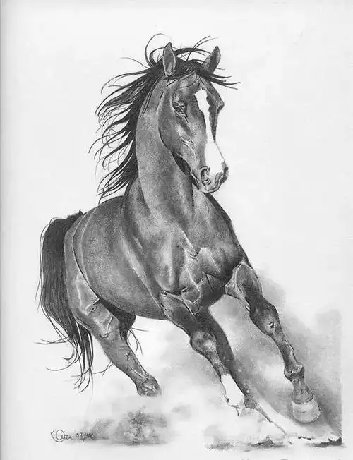 这绝对是我见过的最英俊潇洒的马了!素描太酷了!