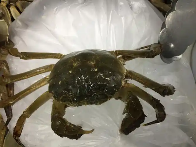 这只大螃蟹背着一个又黑又硬的壳,它有着圆圆的肚子,而且还是白的呢.