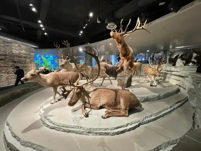 上海之行二上海自然博物馆