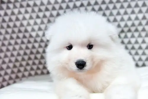 犬场直销出售萨摩耶幼犬一纯种健康一签协议