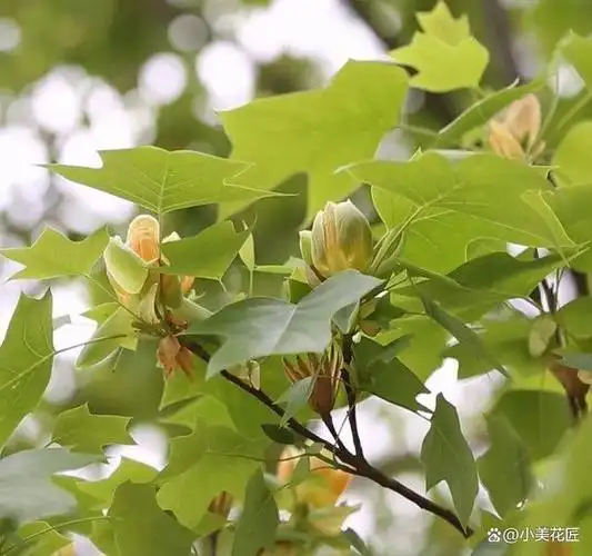 鹅掌楸如果在野外或者山林之间看到树上或者石壁之上野生的石斛,一定