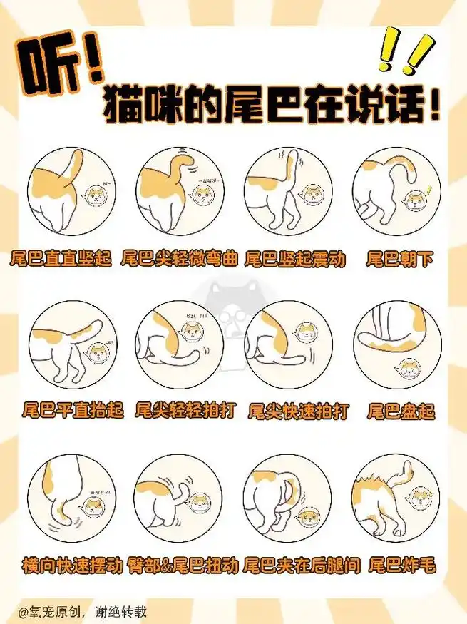 猫咪肢体语言|听75猫咪的尾巴在说话~海明威曾经说过:「猫的情 - 抖