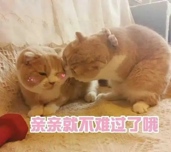 有哪些可以哄女朋友的表情包?