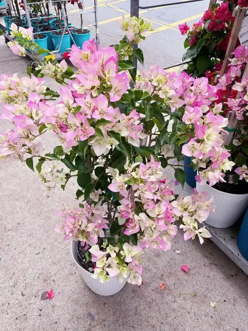 homedepot波士顿今天上三角梅绿樱啦