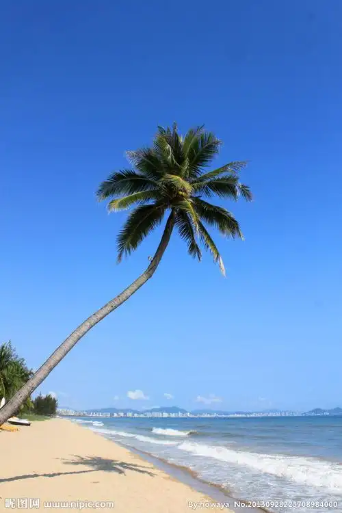 沙滩椰子树图片