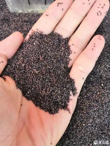 [车前子批发]新货 车前子 各种籽类药 中药材批发零售 大货批发中价格