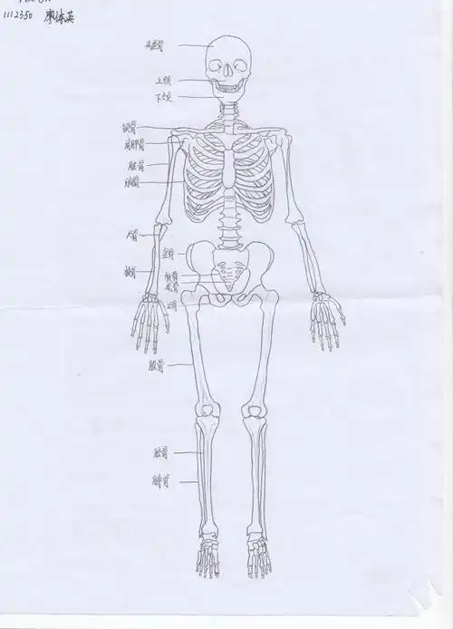 体质人类学骨骼绘图