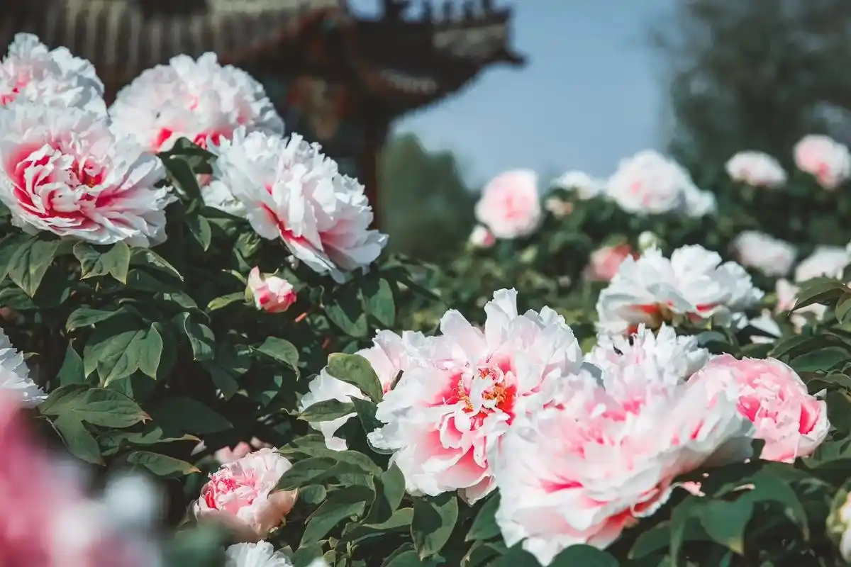 国色天香牡丹花 #来菏泽怎么能不看牡丹呢 - 抖音