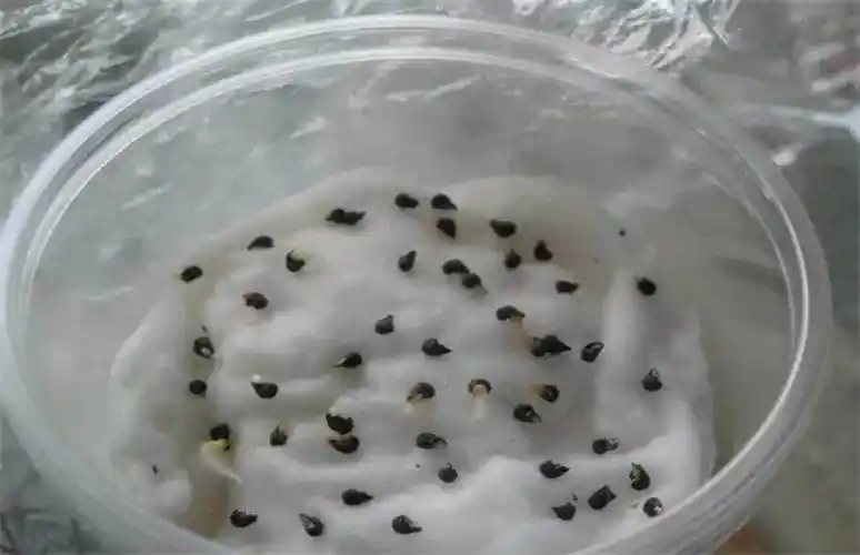 西瓜种子发芽怎么处理