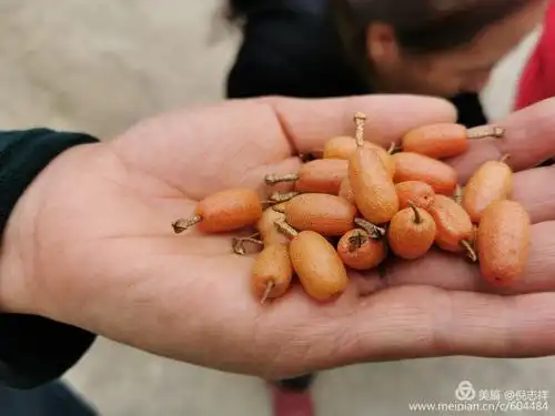 山间野果羊奶奶