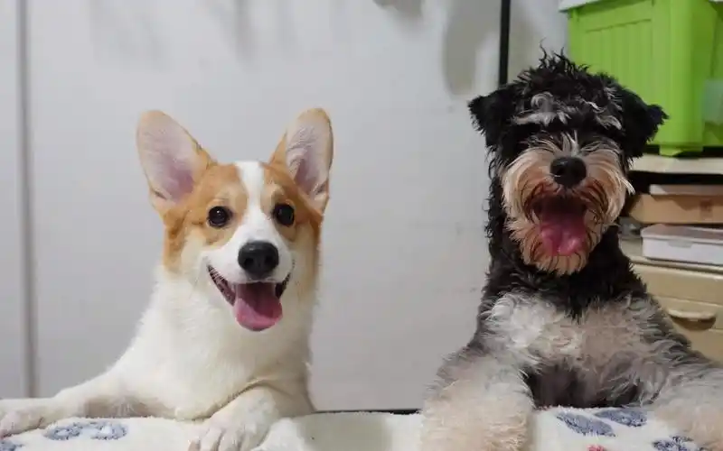 有些恋爱不适合谈吧|volg.3雪纳瑞柯基和人们的幸福生活