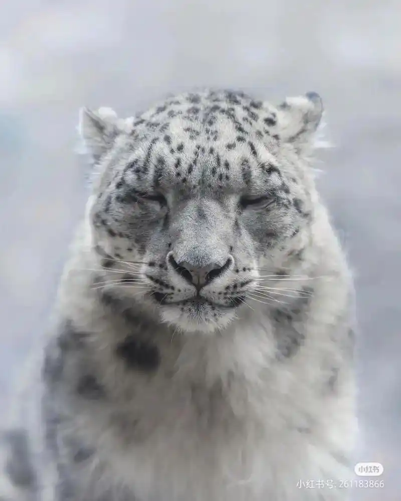 山中幽灵,白色的雪豹,霸气十足