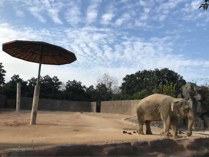杭州野生动物世界   约"惠"杭野成人票(11.24-12.